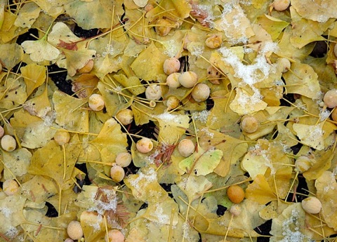 A gaggle of the Hicks St. ginkgo tree's shit berries